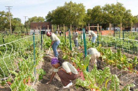 Rewarding Community Gardens Image